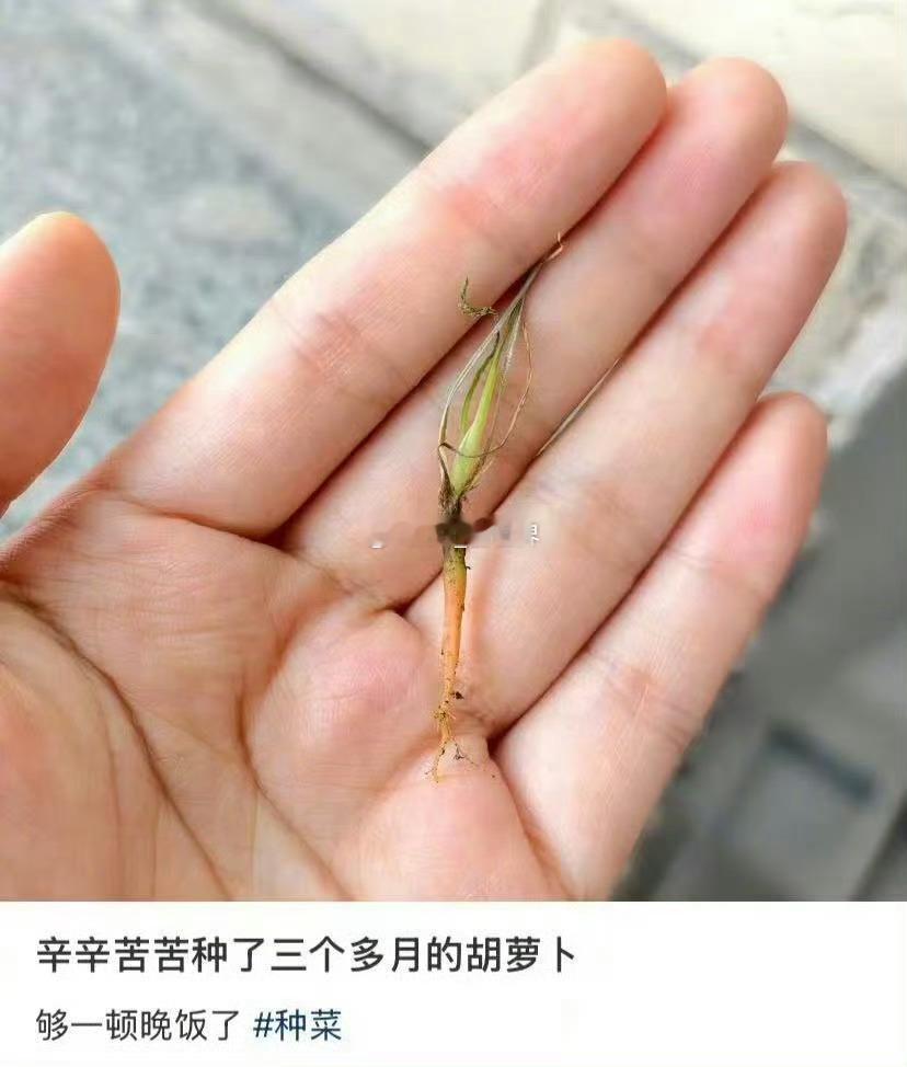 哈哈哈哈哈哈哈哈哈 手指要是合不拢，这萝卜都能掉下去能种活已经很厉害了，这要是我