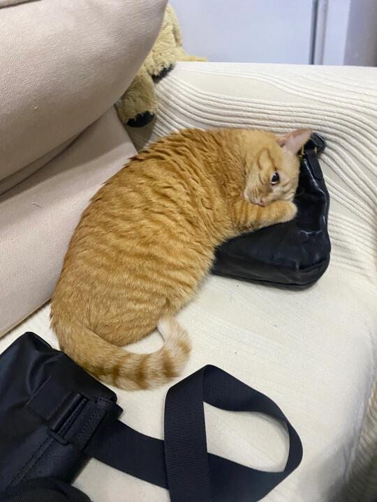 你是真的很会找地方睡觉…