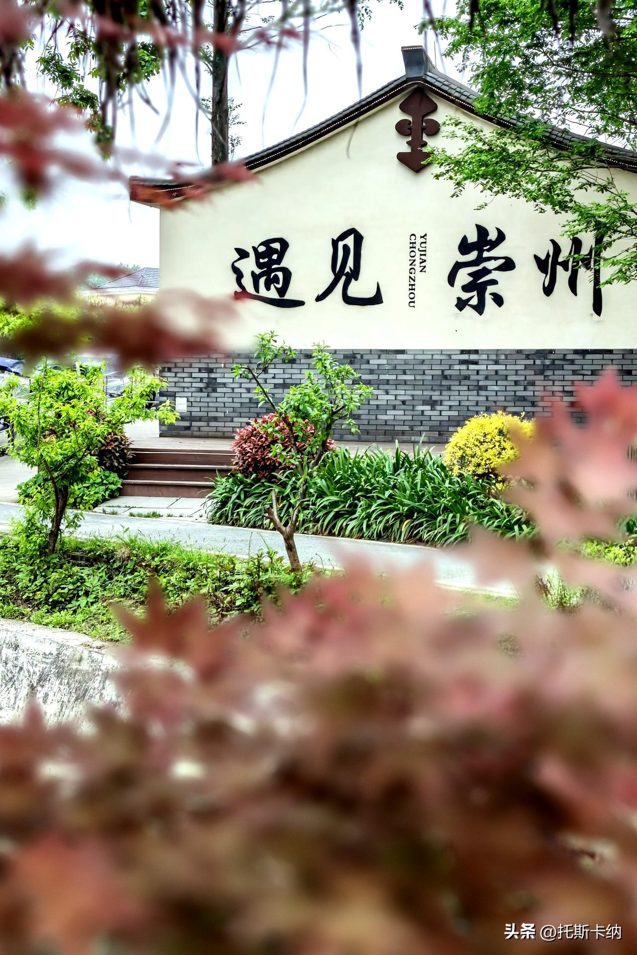 在成都赶完首届春糖会的热闹，转头就扎进崇州的春日花海里🌼
一边是糖酒飘香的人间