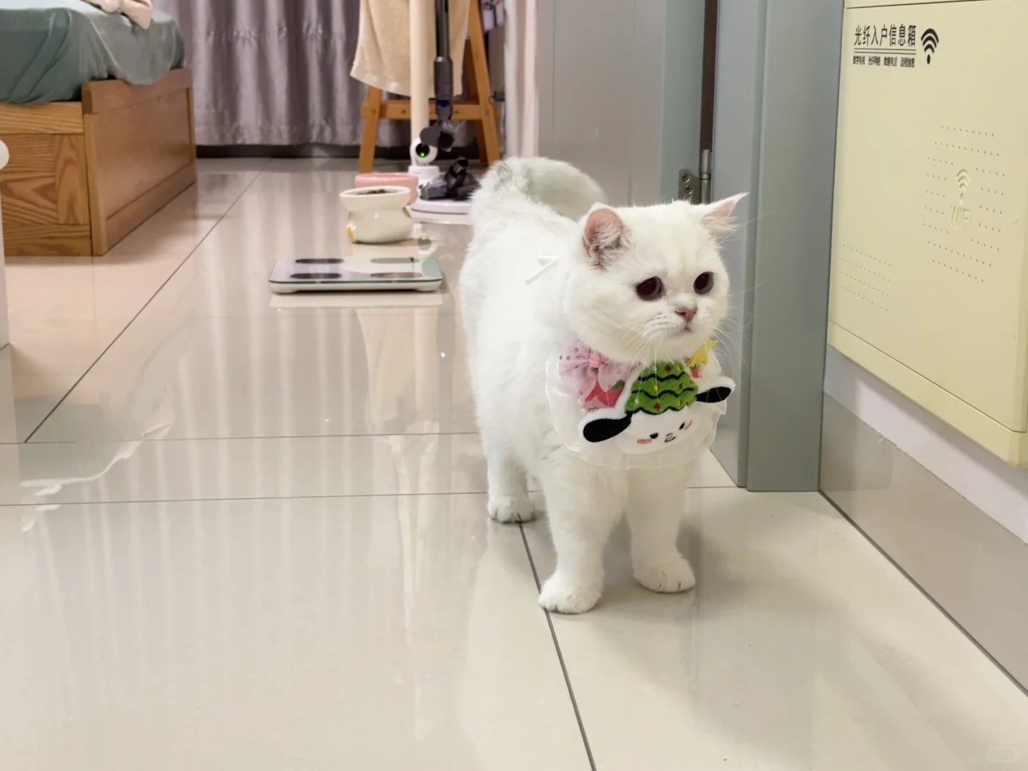 委屈🥺猫猫