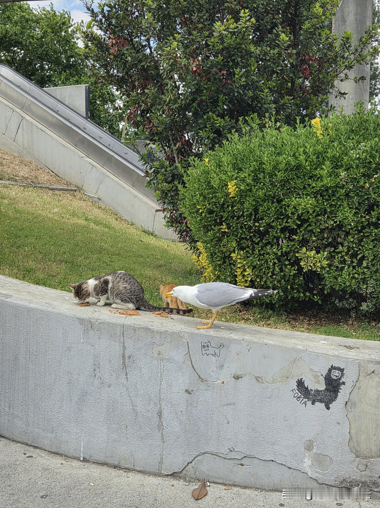 猫与海鸥和谐相处，一起吃市民发的猫粮
