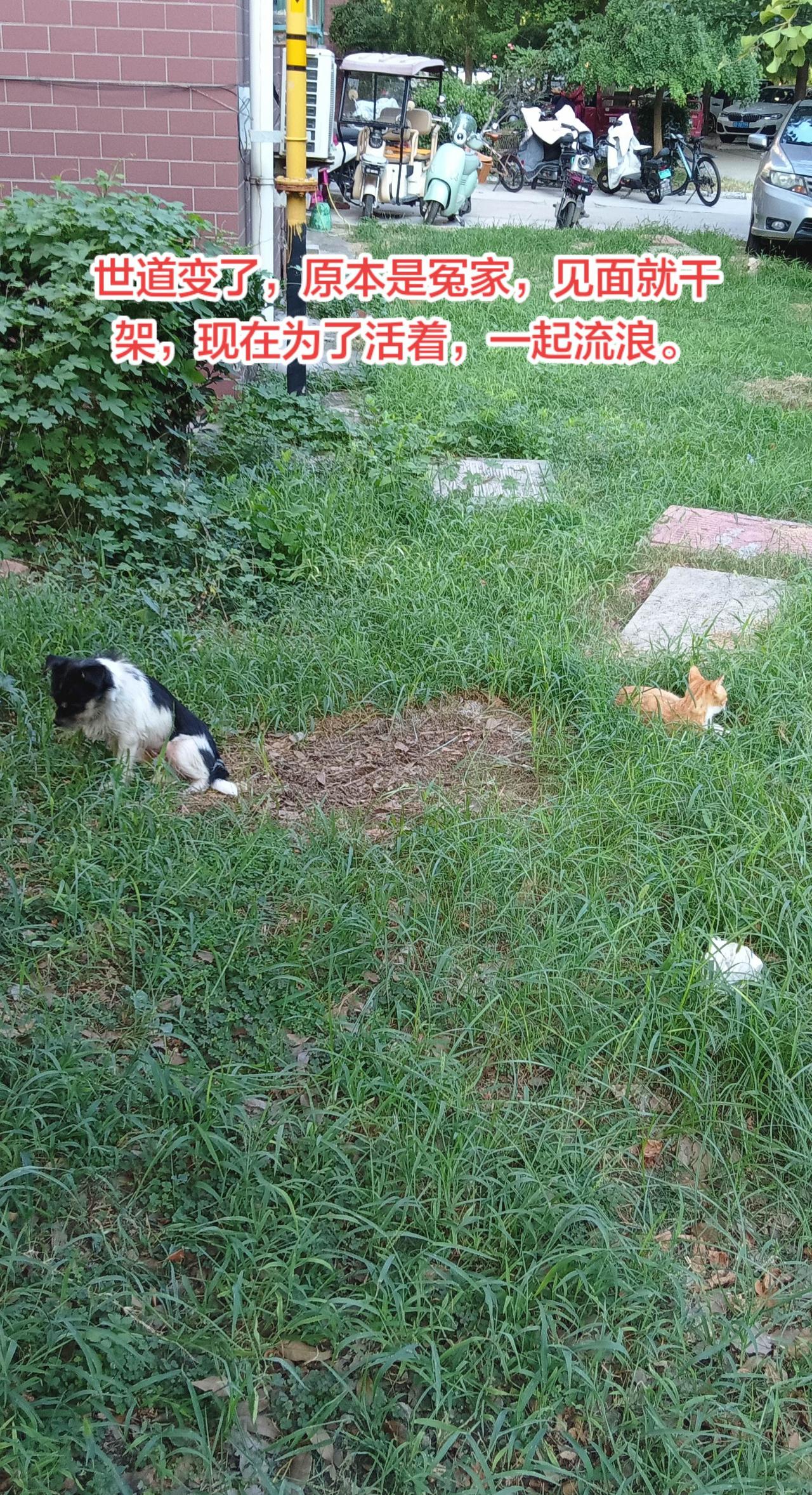 世道变了，狗和猫也成朋友了。小区里结伴流浪的汪星人和猫孩子。以前狗和猫一见面就掐