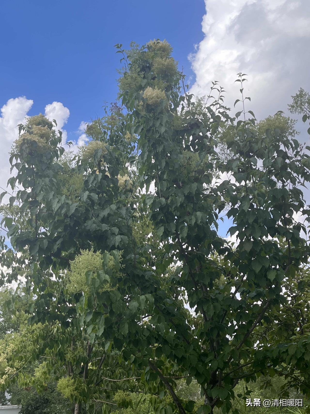 怀念那个没有手机的年代，那时候的快乐很简单，闲了看看书，听听收音机，等待书信的期