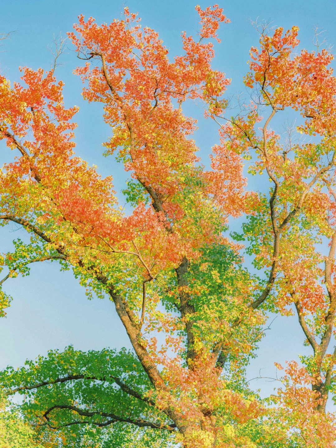 🍂｜植物温度计🌡️