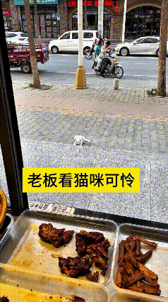 哎呀！刷到这个视频心里暖暖的！熟食店老板看见窗外流浪猫直勾勾盯着，二话不说就夹了