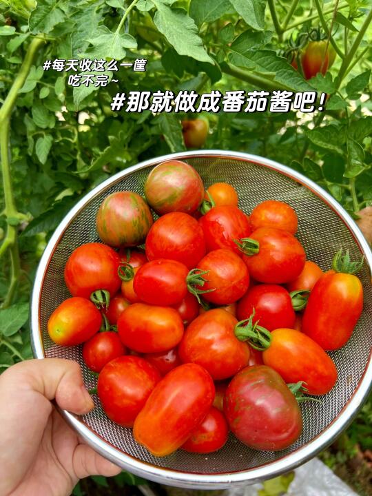 回村生活｜🍅当自己种的番茄 吃也吃不完时…