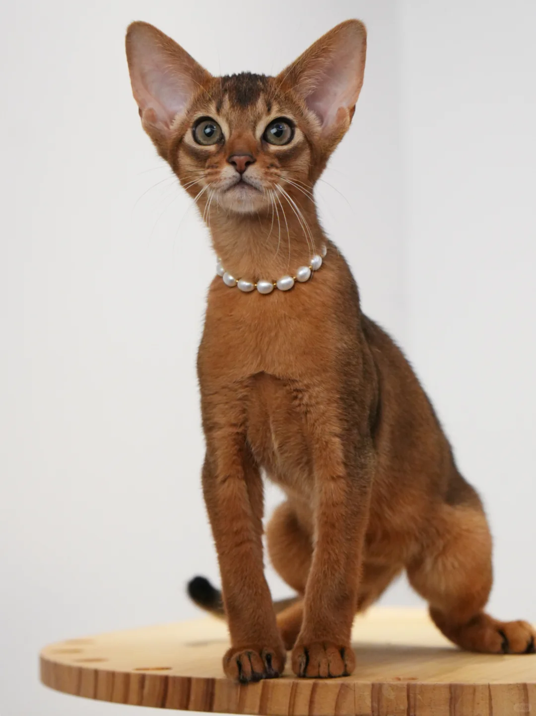 对戴珍珠的女孩子没有抵抗力(⁎⁍̴̛ᴗ⁍