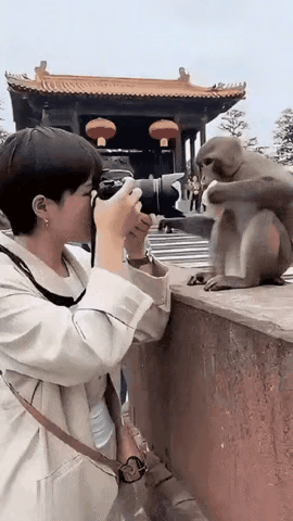 猴子一举手，骗子和强盗都原形毕露了！

起因是一个看起来很清秀温柔的女士，看到一