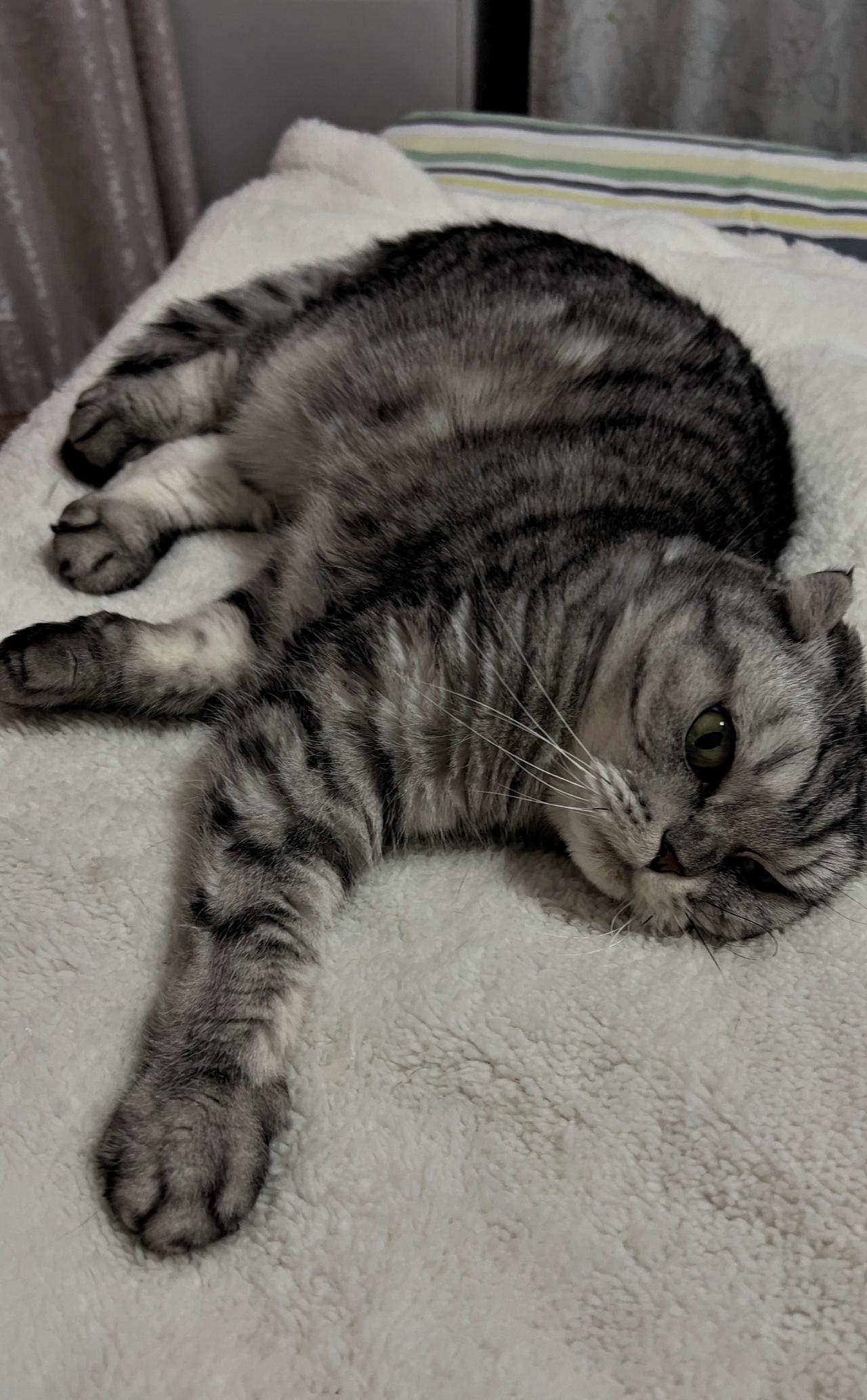 分享一张你家宠物的照片我家猫咪也躺平了哈哈，它躺着也很可爱哦猫咪 猫咪大明星