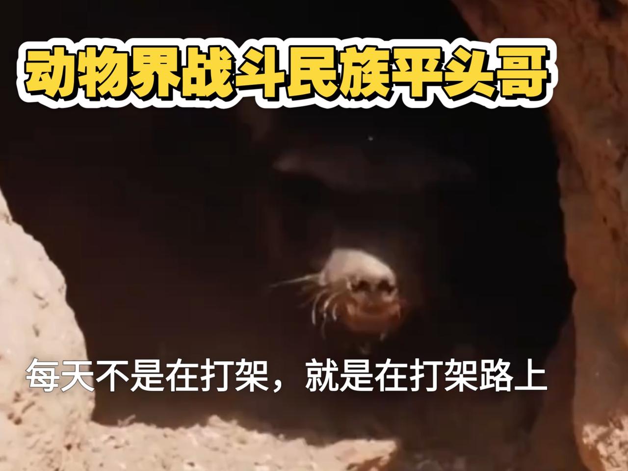 以色列真不愧被比作动物园里的“平头哥”，个头不大但胆子贼大。在中东，它就像个刺头