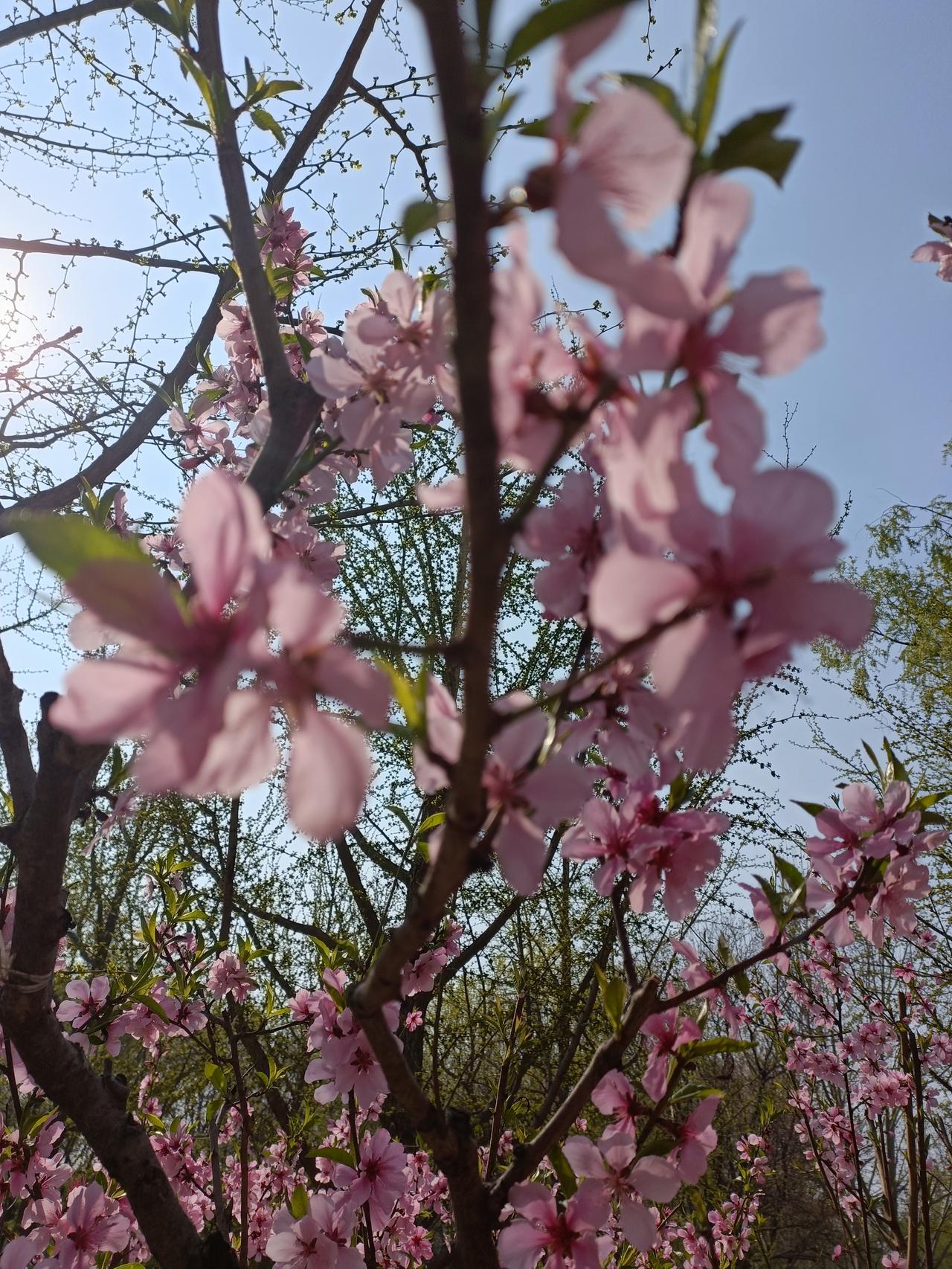 我也来凑个热闹分享花开照片！我这张照片里是粉色的樱花，花瓣粉嫩得像少女的脸颊，轻