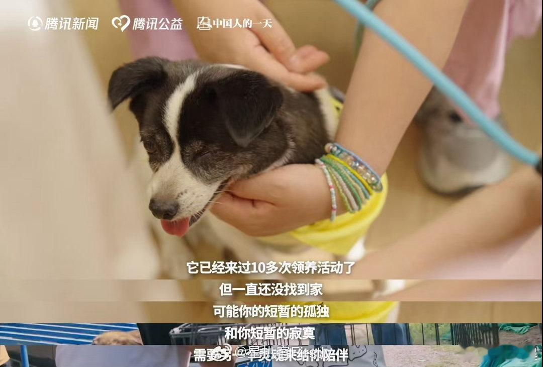于文文呼吁不要残忍抛弃宠物饲养宠物意味着长久的担当，于文文探访流浪动物社区，见过