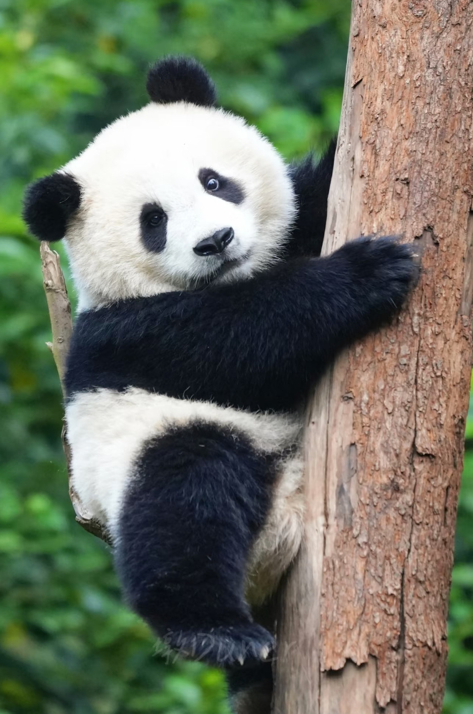 只有中国有熊猫是对我们最大的恩赐圆滚滚软乎乎的，黑白配色还特别呆萌一举一动都软萌