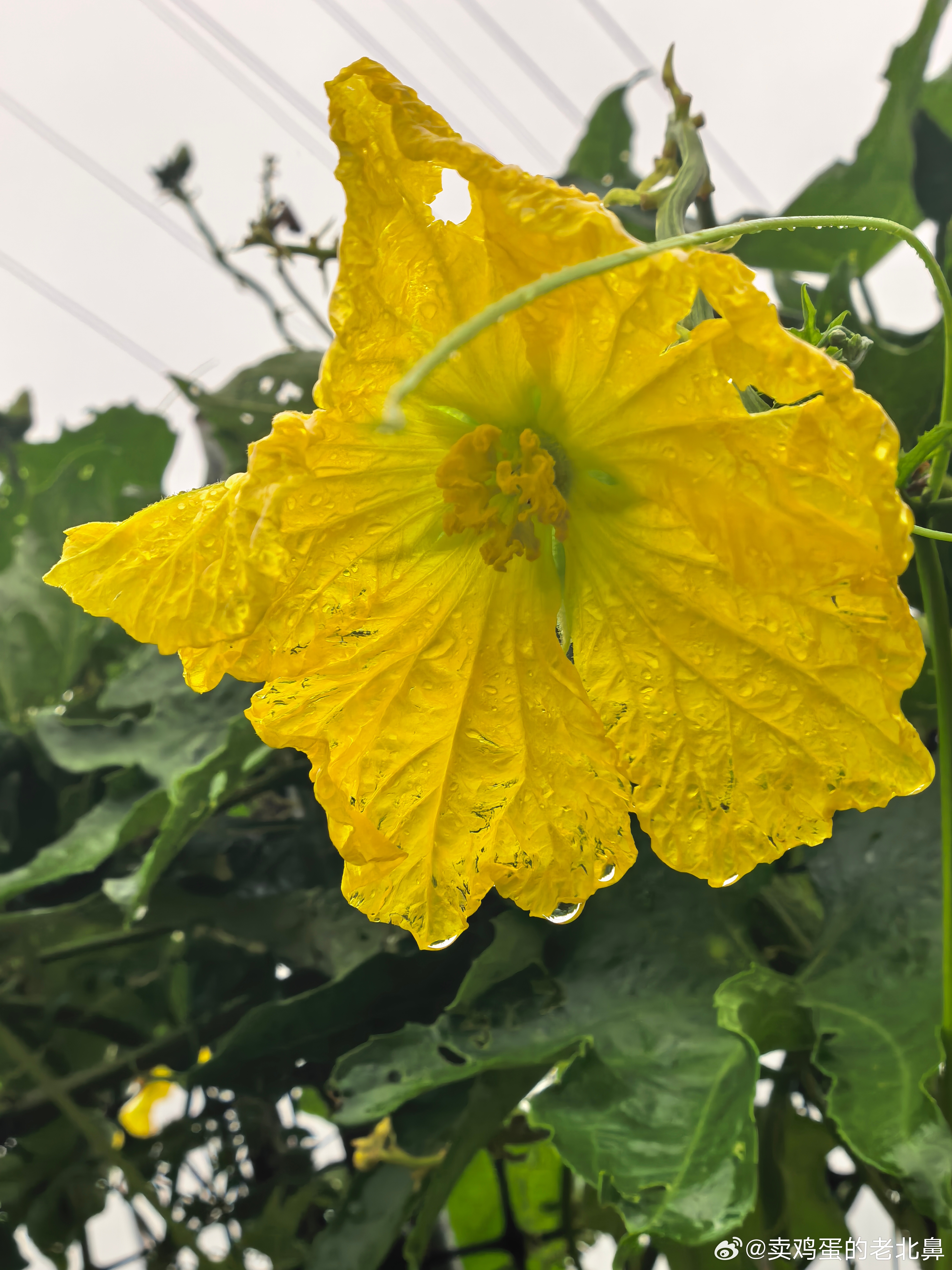 北京暴雨是不是分了一些下到安徽来了。现在下的也好大。把上午拍的丝瓜花分享给你们。