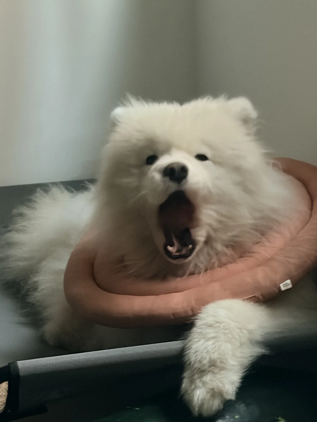 喜欢爱上了你