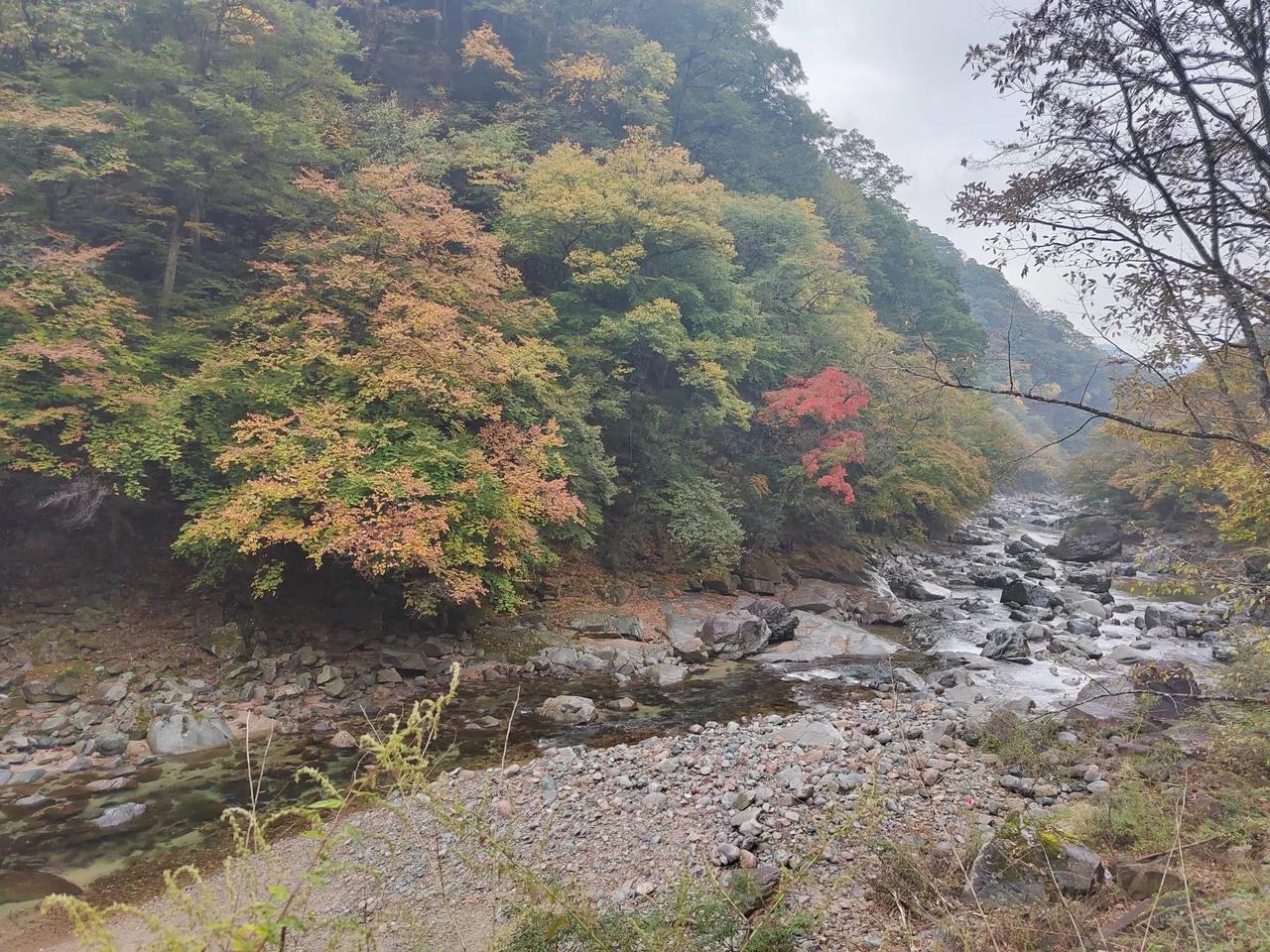 今天我们前往米仓山观赏红叶，适逢红叶指数达到3级，也就是说今天的红叶处于最佳观赏