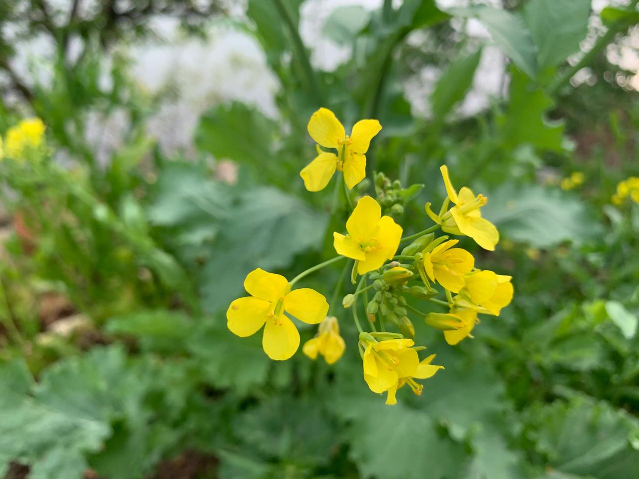 花有花的幸福，草有草的快乐。春天来了[鼓掌]