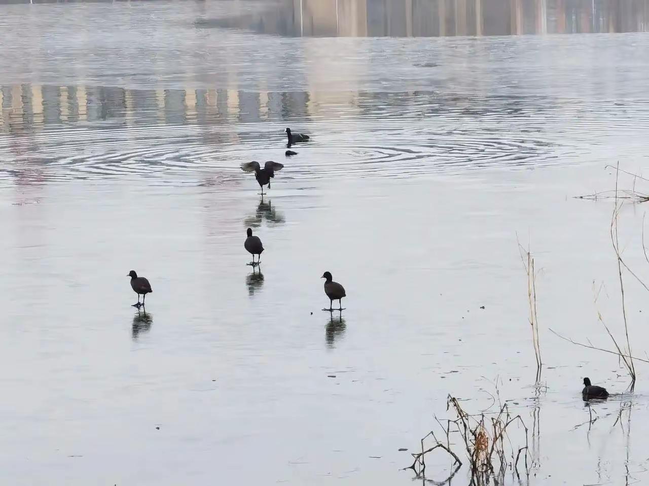 寒风凛冽，野鸭悠闲自得。