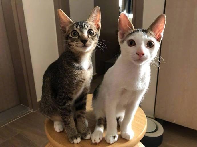 主人一掏出小鱼干这表情