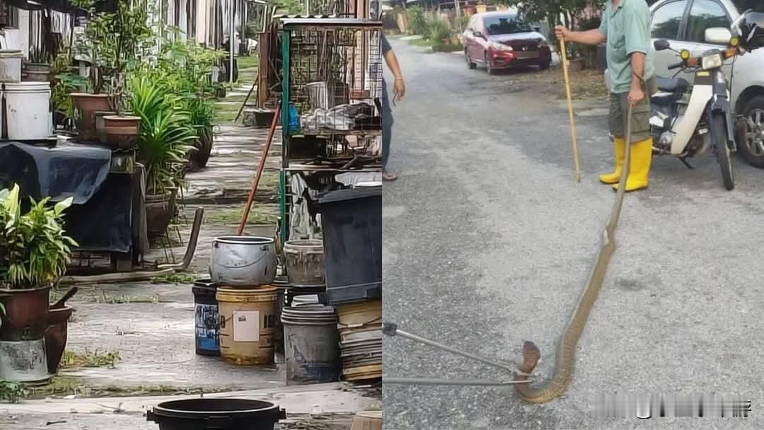 马来西亚霹雳州万里望一处住宅区发现有一条长达约4米左右的眼镜王蛇出没，匿藏在住宅