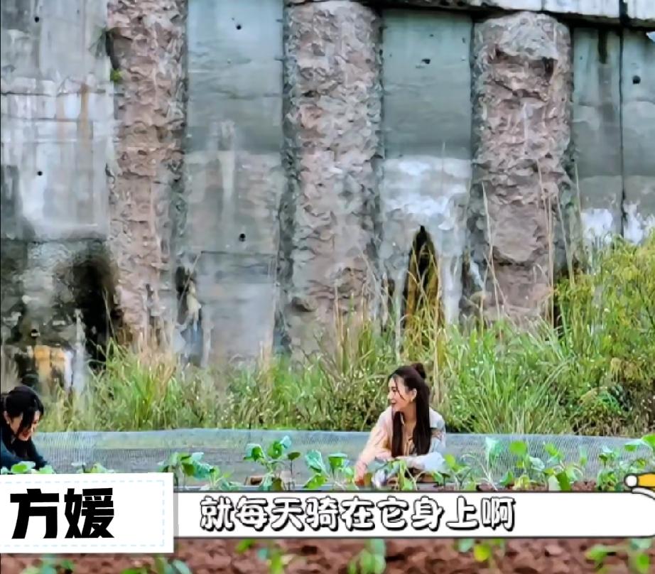 方媛小时候骑猪出去玩，周涛惊呆了

周涛问方媛不会从猪背上掉下来吗？方媛说不会，