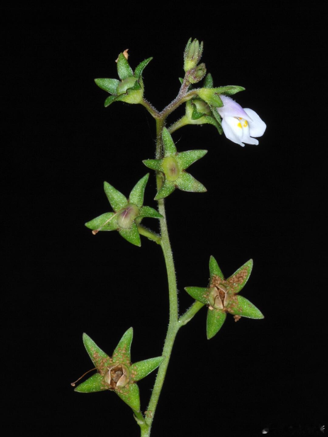 奇妙生物圈植物科普 带你认识『通泉草』花期：早春科属：通泉草科/通泉草属通泉草总