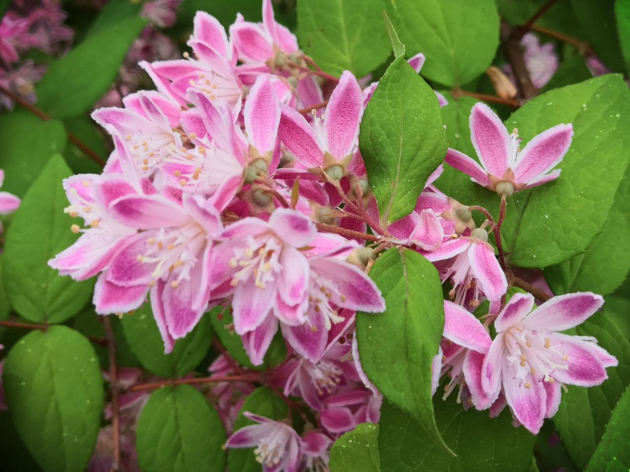 相册里的花花草草平时我也很喜欢拍一些花花草草的照片，手机里面的图片很，有时内存不