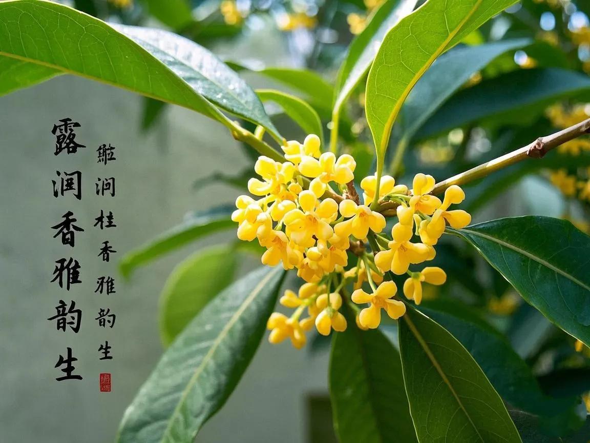 上联：露润桂香雅韵生
下联：[玫瑰][玫瑰][玫瑰][玫瑰]