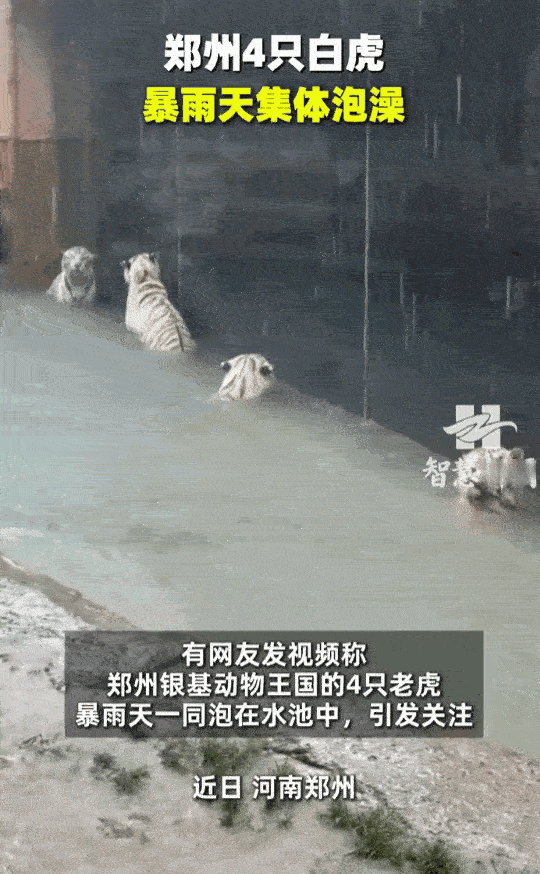 暴雨突袭郑州，游客全都躲进室内，四只白虎反倒集体泡在水池里，任由大雨淋在身上，只