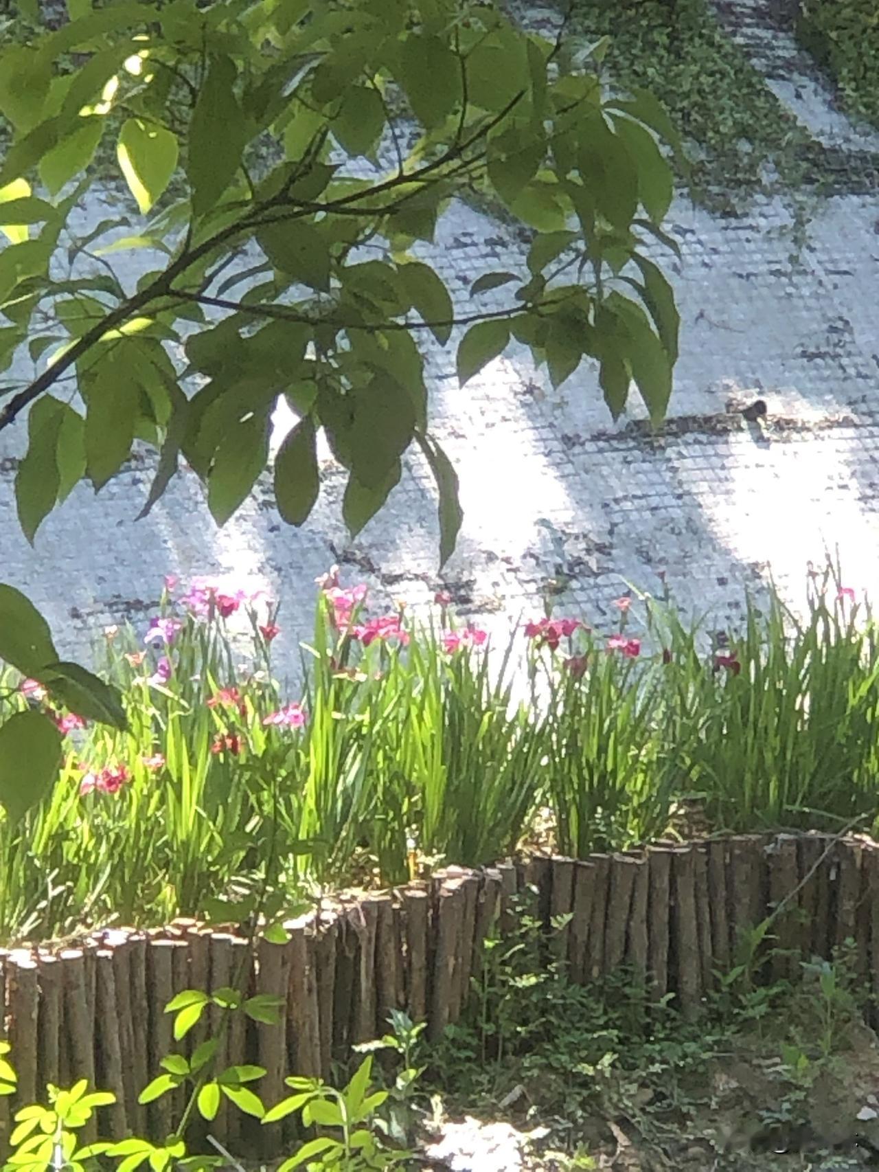 今日赏花，随手拍。初夏公园随手拍，水边的鸢尾开得正盛，黄色的、粉紫嫣红的花穗在阳