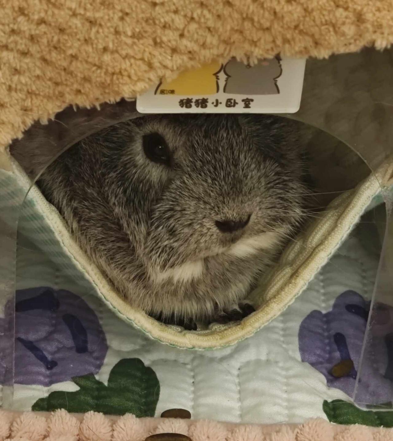 杭州荷兰猪免费领养
之前因为身体原因养不了她了，后面有有一个很好的小姐姐领养了初