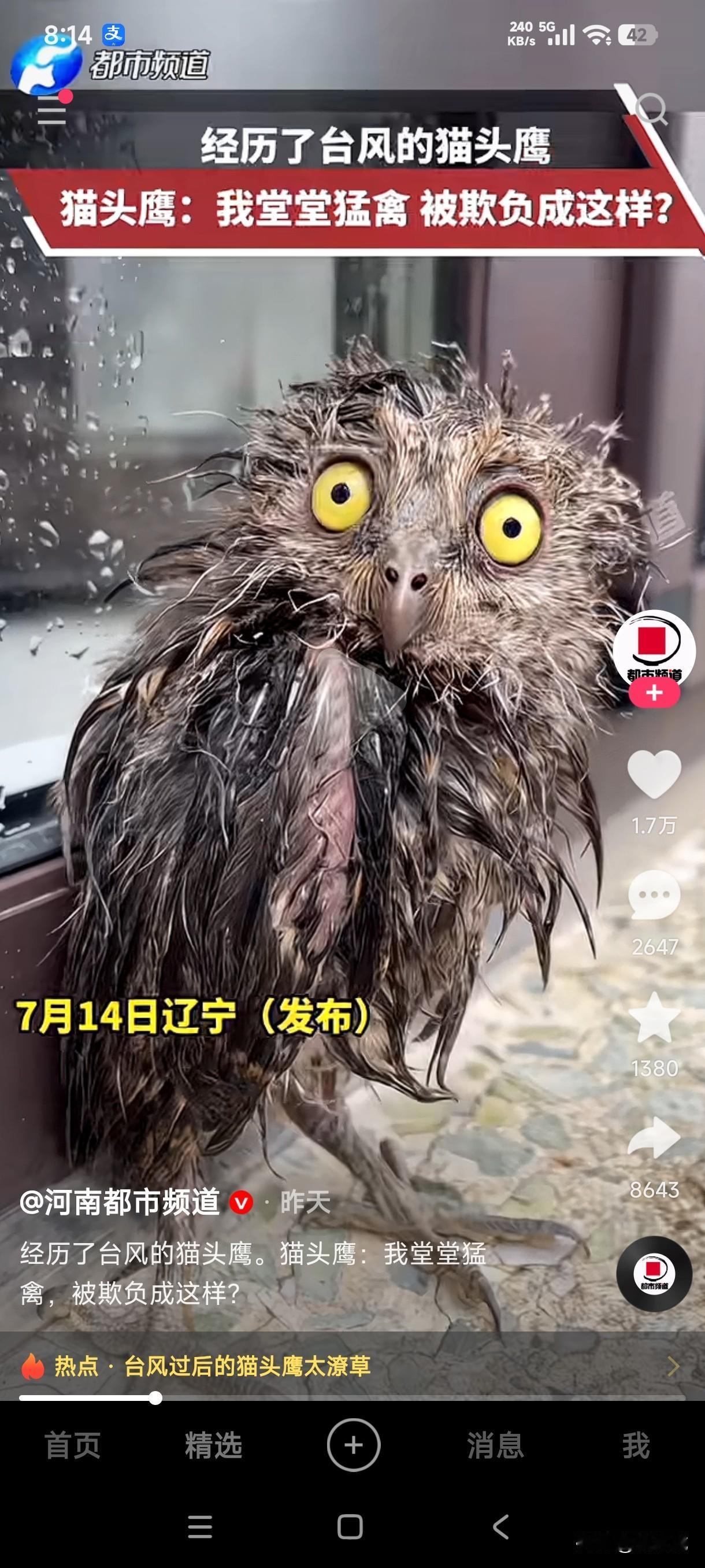 经历台风过后的猫头鹰没想到成了这般模样，见过落汤鸡的，这落汤鹰还是第一次见，堂堂