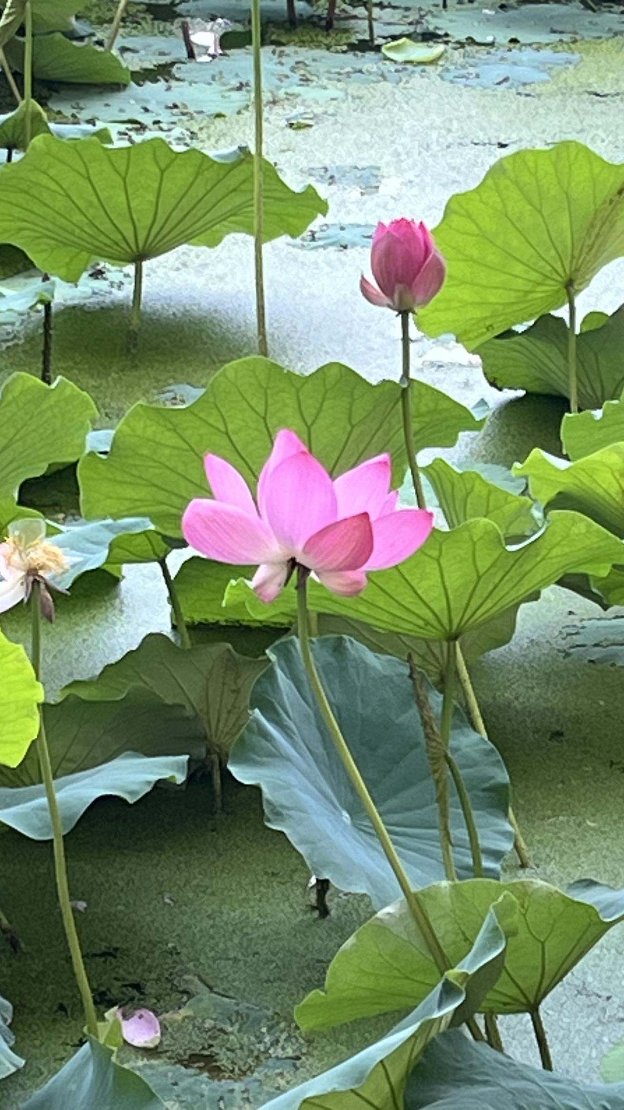 粉嫩荷花开满湖，夏日清凉心自舒。