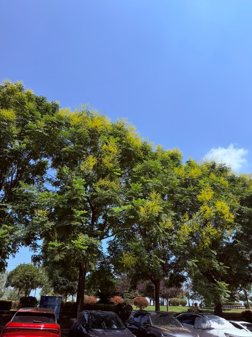 生活手记记录真实生活摄影摄影摄影 晴空遇栾，夏末独有的浪漫澄澈透亮的蓝天铺展在城