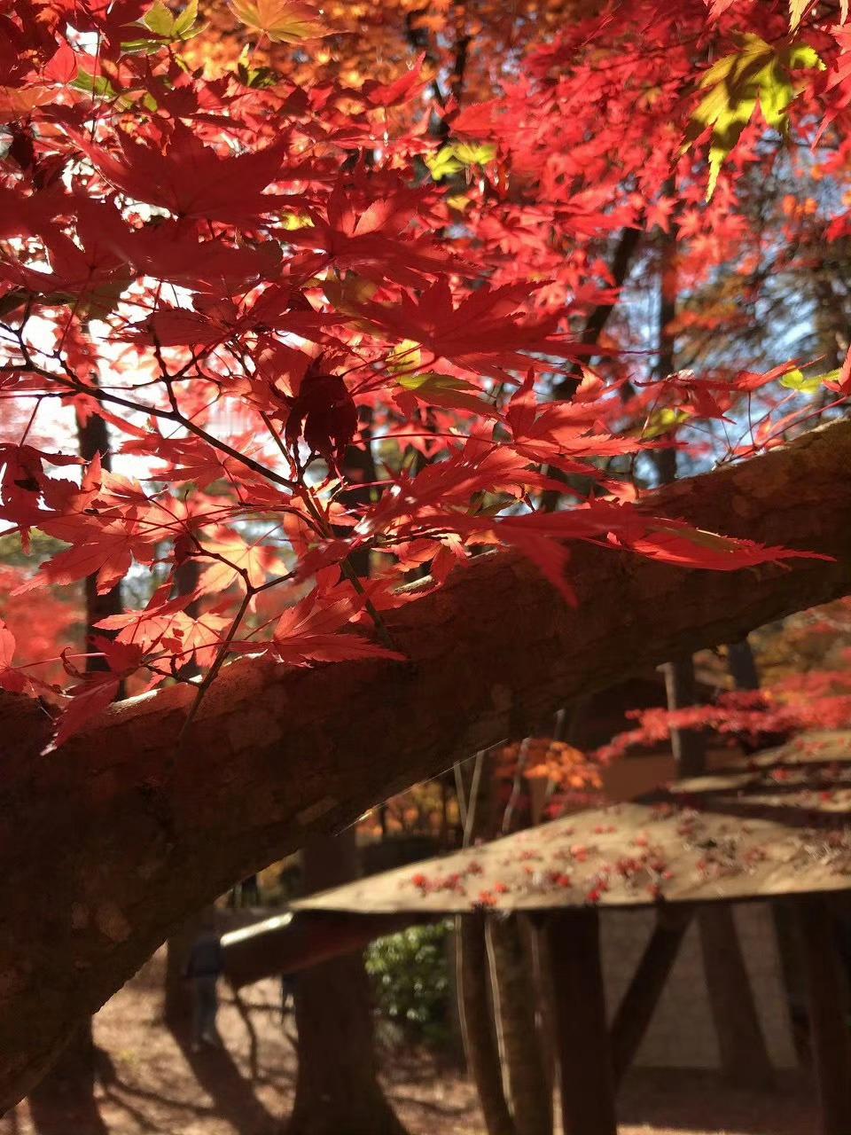 四川·绵阳，进是人间烟火，退是人间仙境。       这里有雪山、有森林、有长河