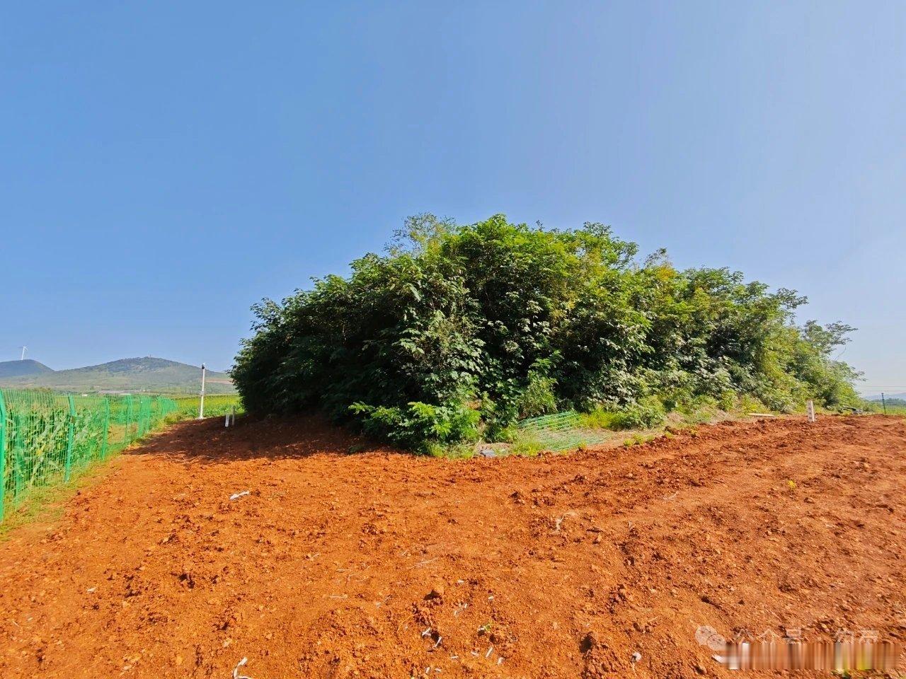 邙山秋草里的回响：高平陵与一段历史的温柔凝视 秋风掠过邙山南麓，在汉魏洛阳故城的