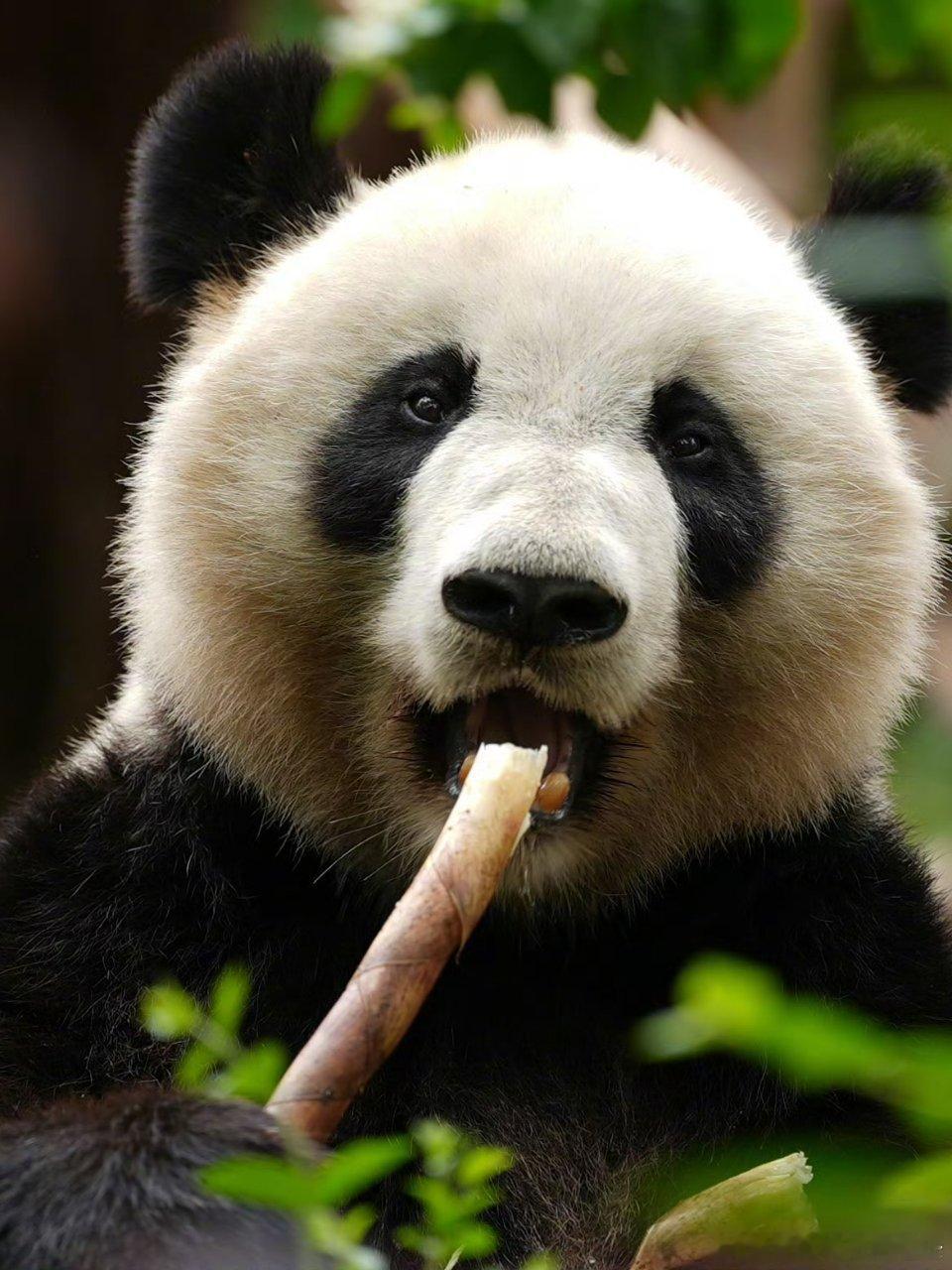 熊猫守护者 圆滚滚的身子配着毛茸茸的黑耳朵，抱着竹子啃得一脸满足的大熊猫，是世间