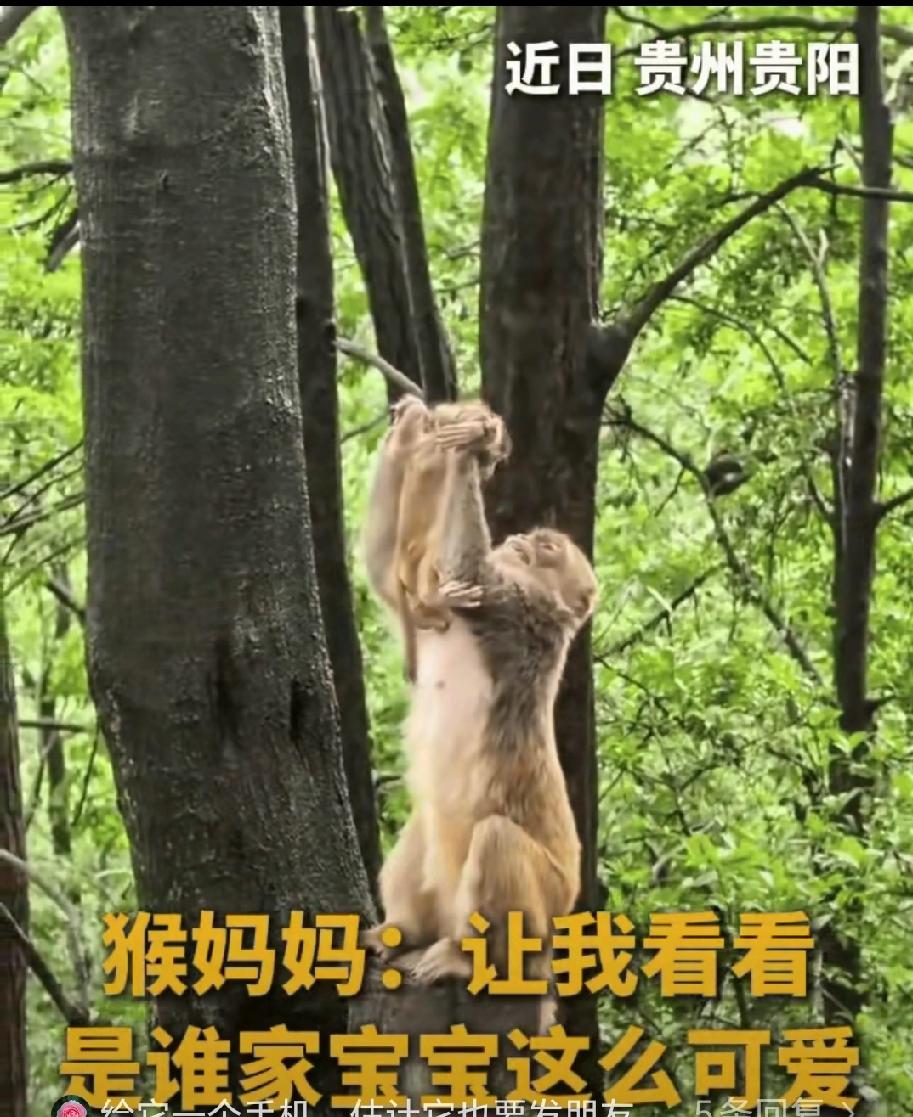 简直就是不可思议！”贵州，男子到黔灵山公园游玩，偶遇一只母猴将小猴举了起来，他本