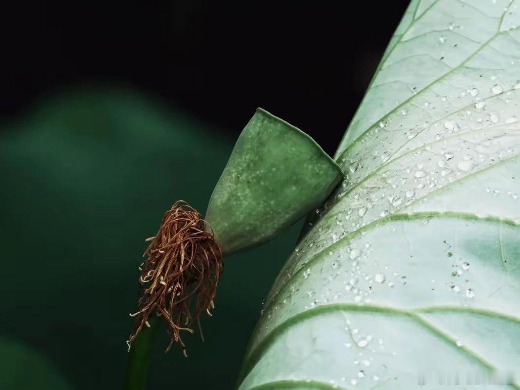 哲思呓语 生活不是等待风暴过去，而是学会在雨中种花。早安江南生活早安江南微评江南