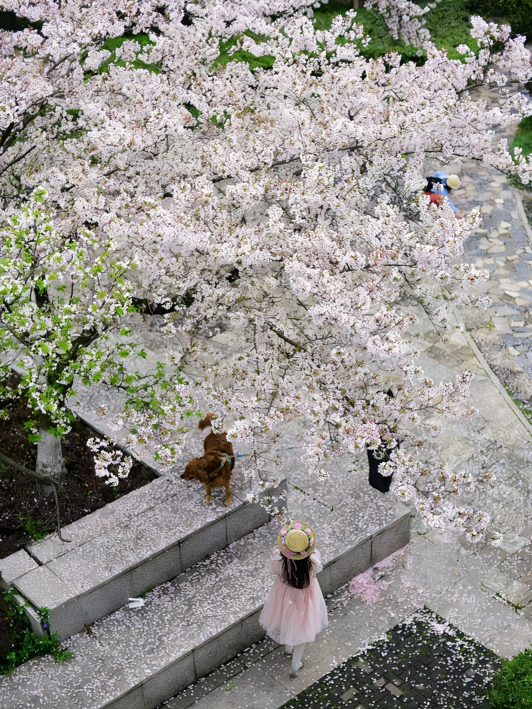 南京的春天，藏在经五立交小众樱花海里🌸