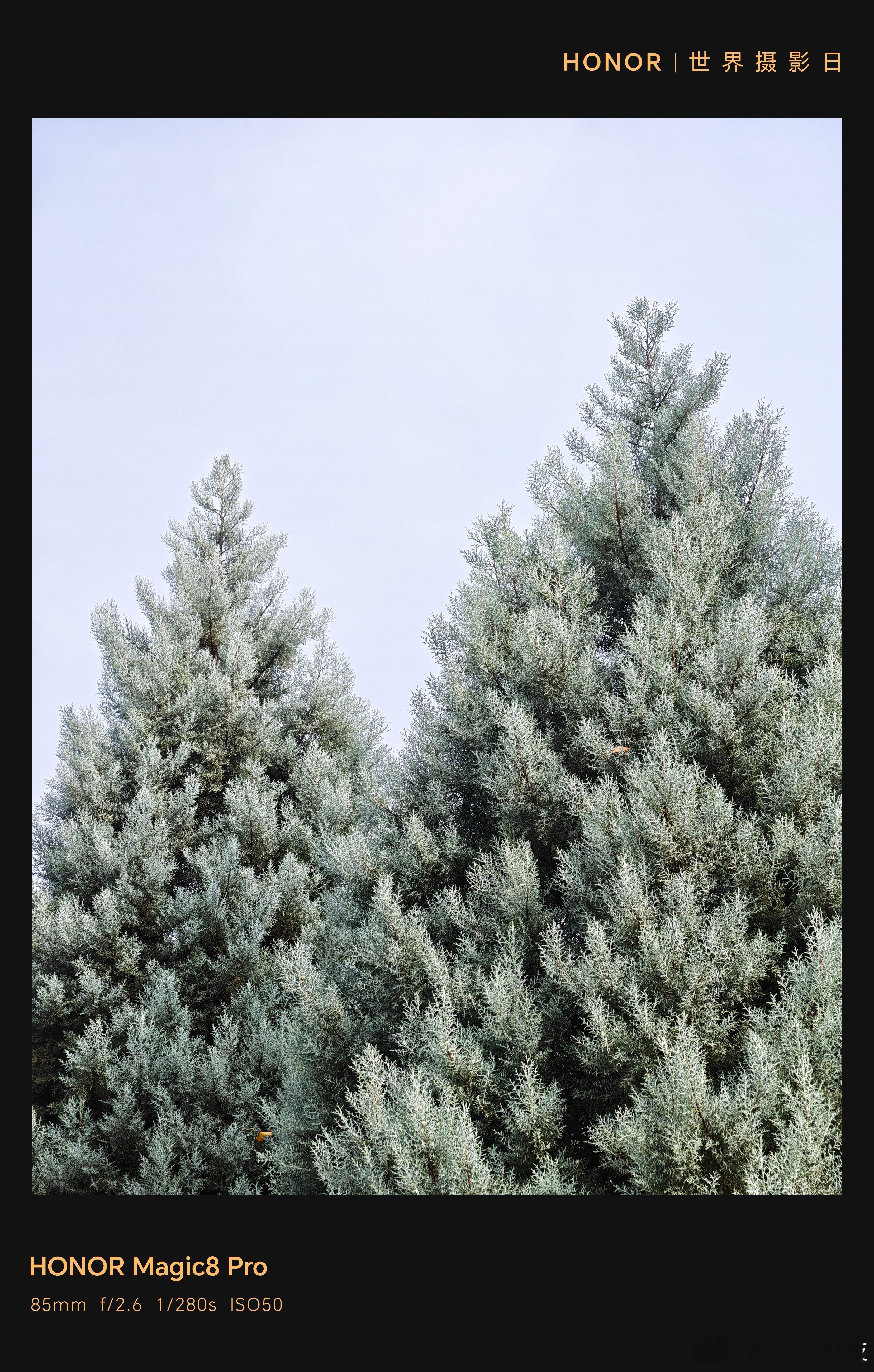 第一次被松树颜色惊艳了！就好像染发了！而且在同一时空，竟然三种松树颜色，太太好看