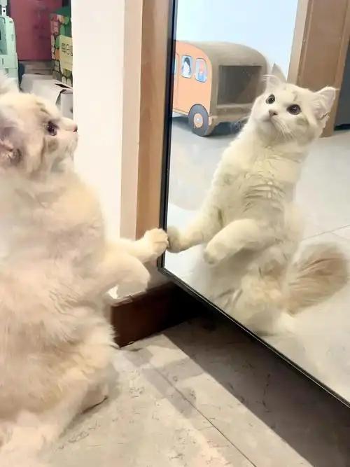 下联：风拂水上荷，诚邀下联猫拍镜中己