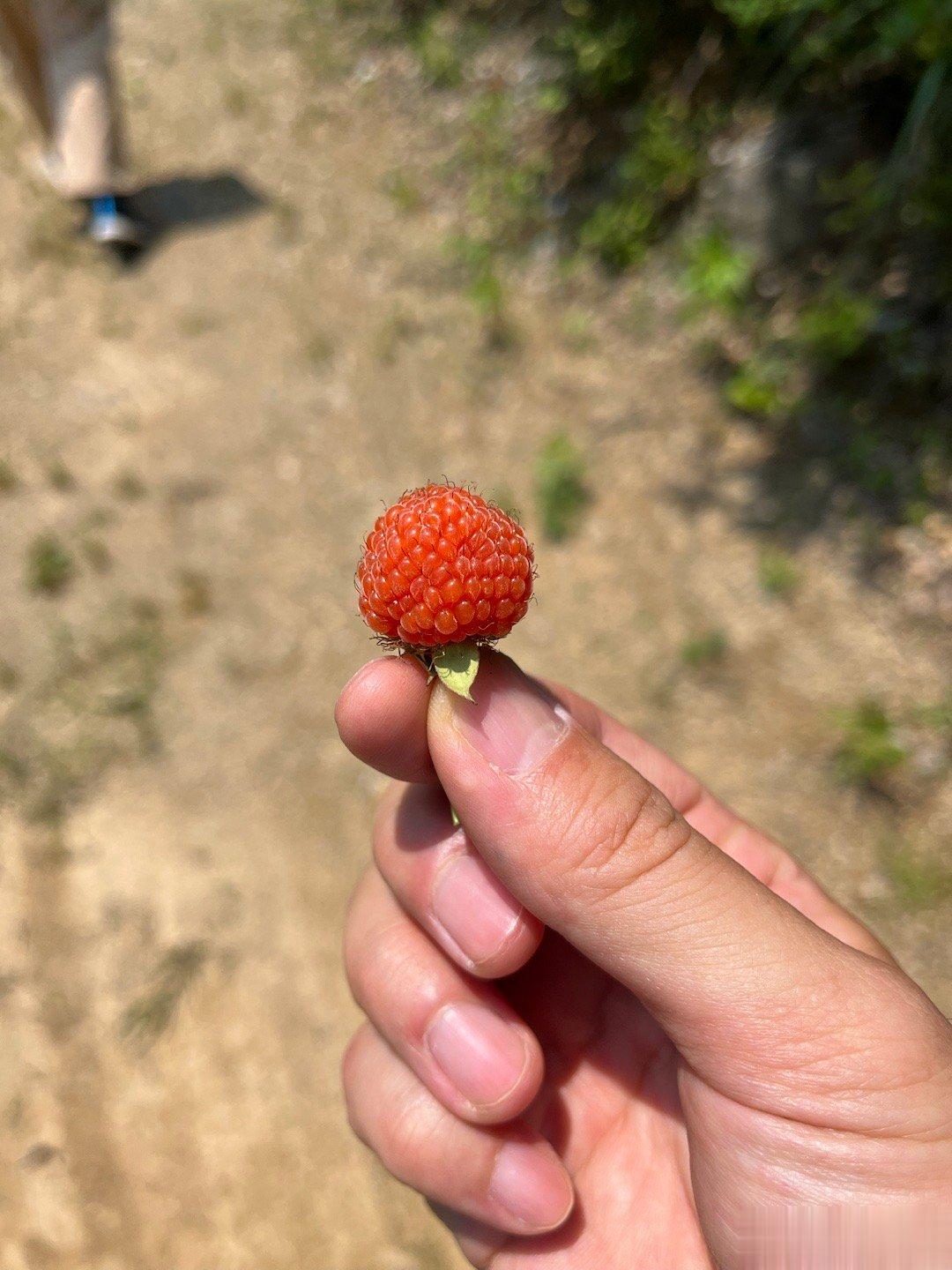 两个又大又好吃的悬钩子，掌叶覆盆子和红腺悬钩子  ​​​