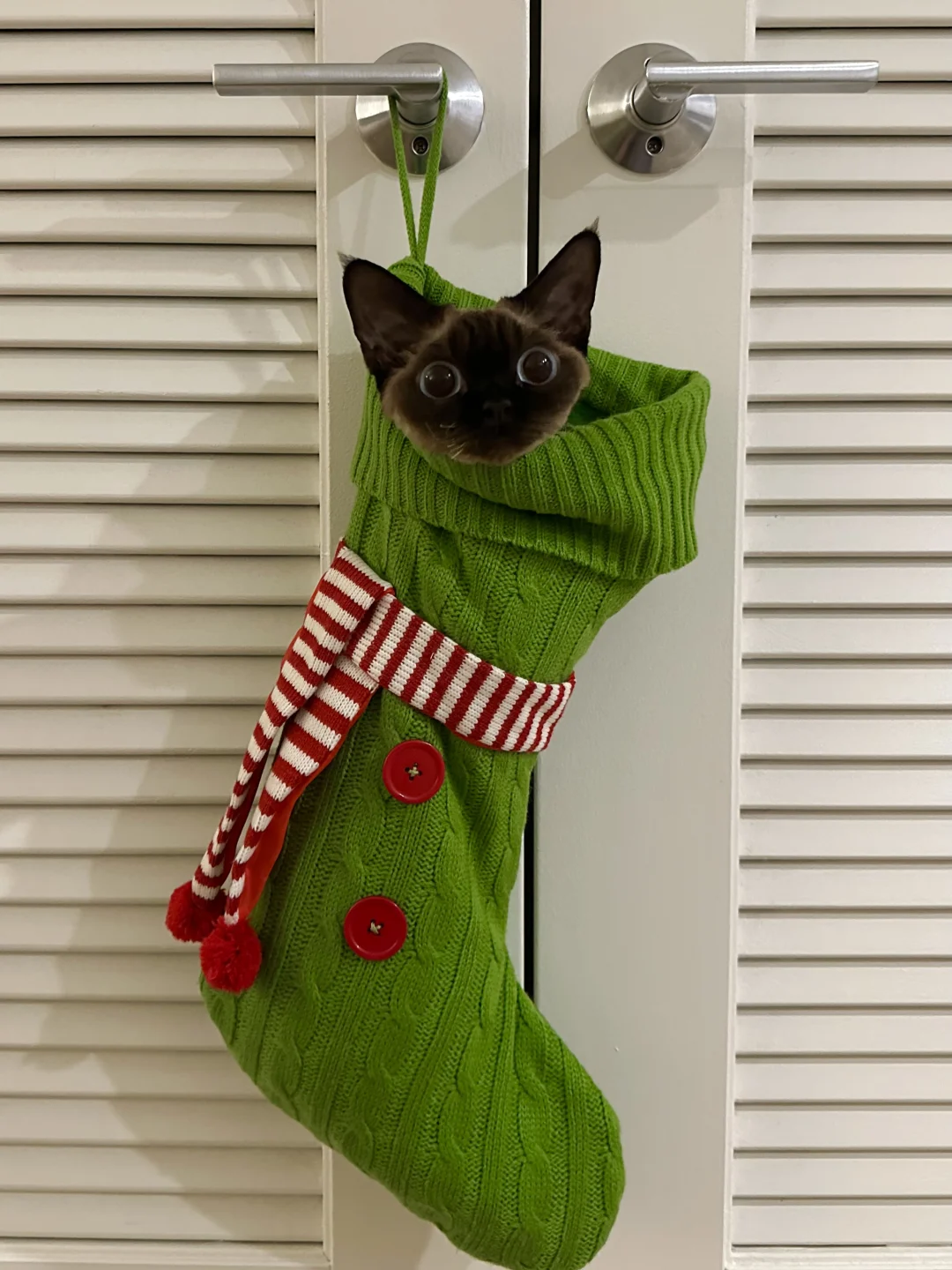 人 我它喵的是圣诞礼物🎁
