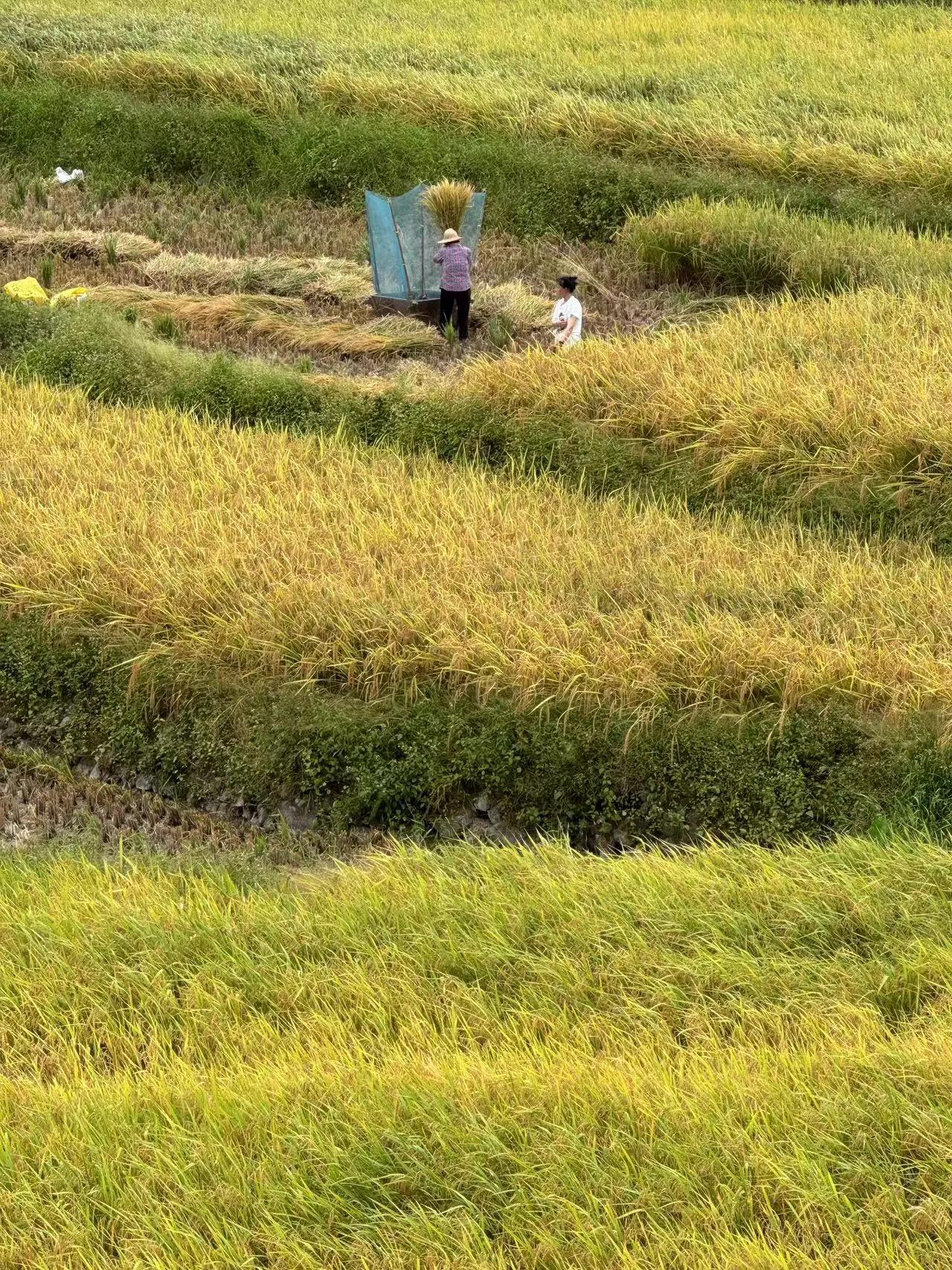 #秋日生活打卡#这就是秋天，风里满是丰收的味道，吹得竹子摇摇晃晃。走在老家的田野