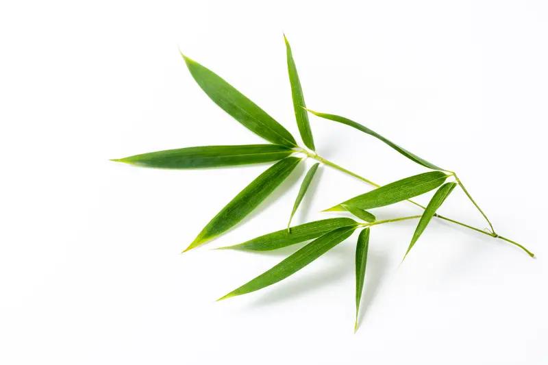 当今社会，最珍贵的品性当如松竹梅荷！荷花出淤泥而不染，雪落梅枝，恰似一场浪漫的邂