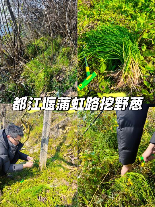 值得N刷都江堰蒲虹路‼️小众秘境可徒步挖野