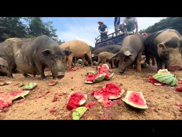 日本的食物VS中国的猪食日本转移12万居民日本迎来坏消息