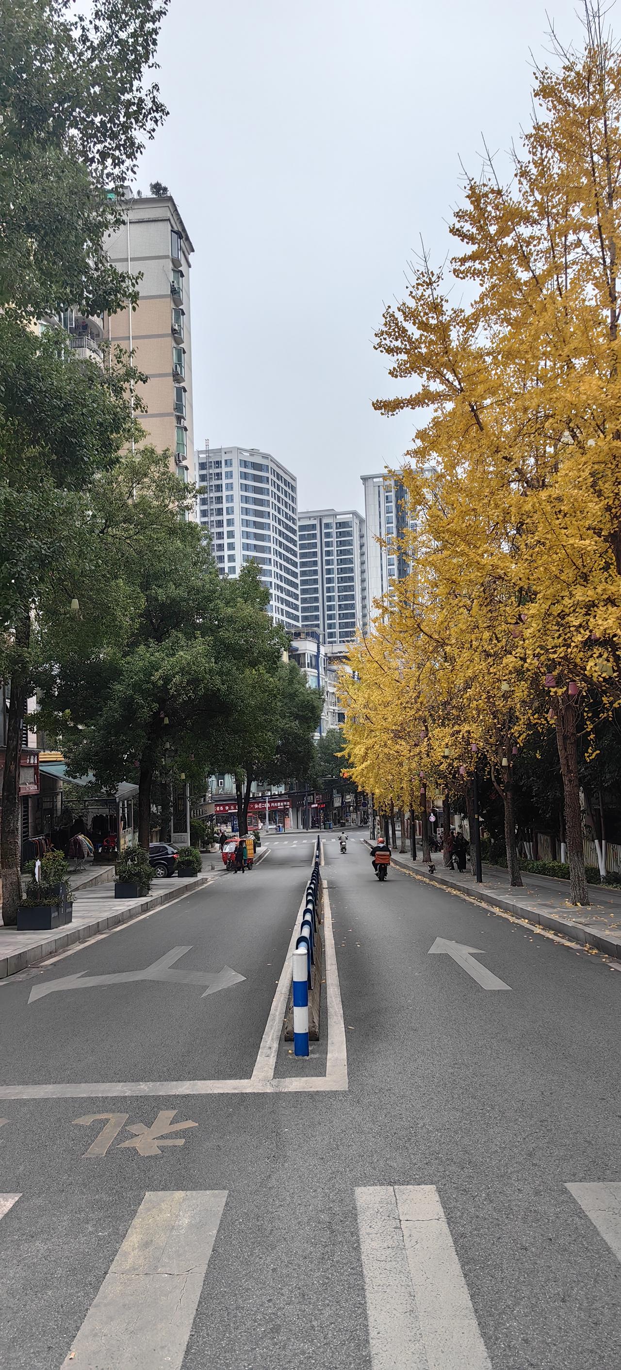 重庆大渡口的“双色路”，上周图景刚刚好，本周银杏叶快落完了[流泪]