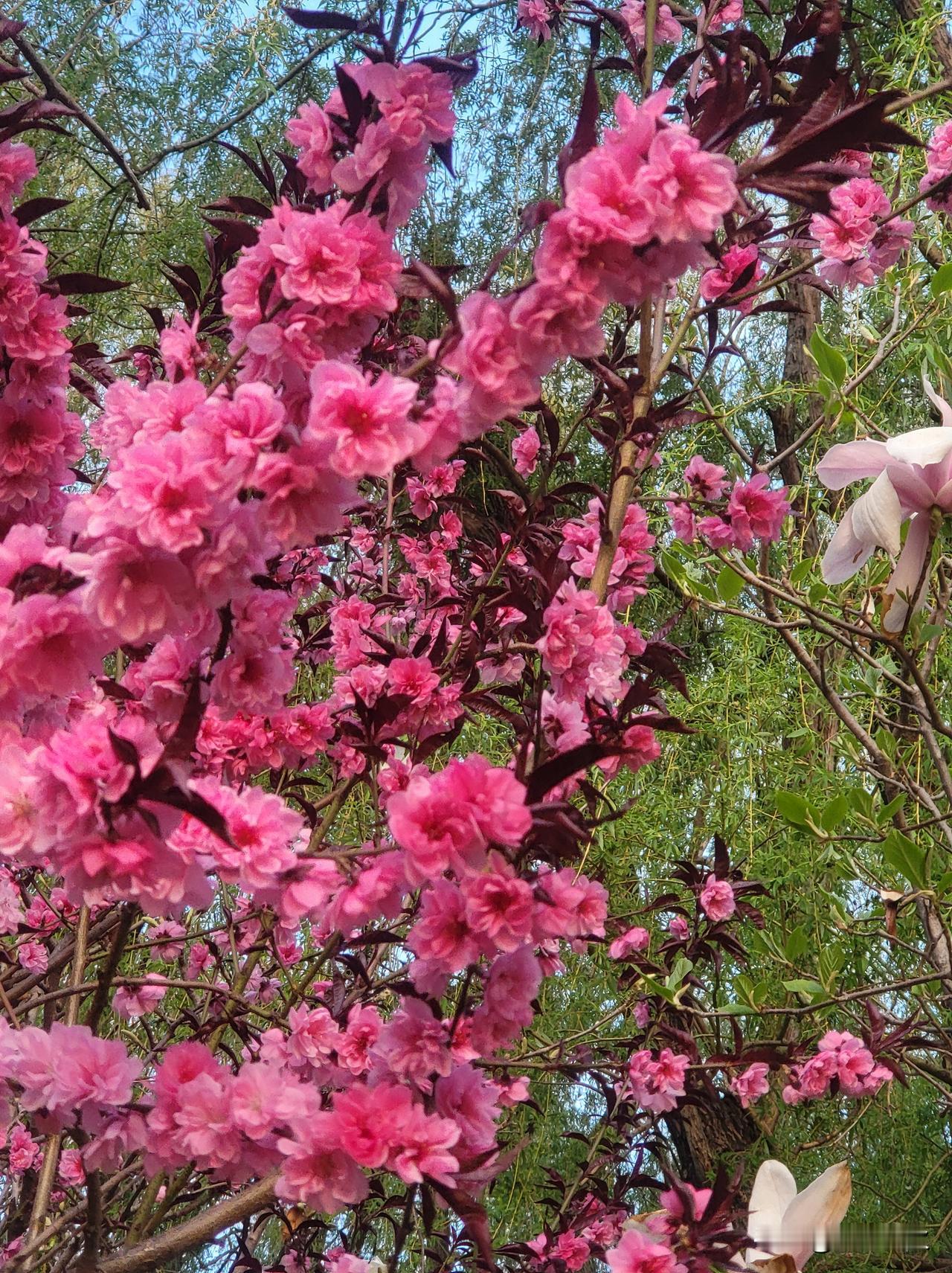 分享随手拍下的花草长治河道公园环市而建，是重要风景区，也是市民休闲的重要地方，草